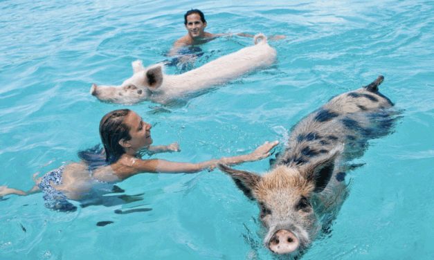 Bahamas Travel Guide